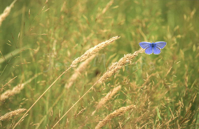 mariposa azul en una pradera
