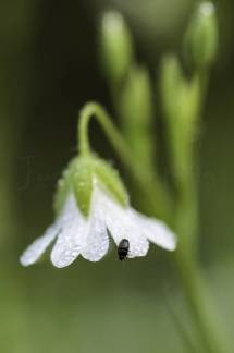 coleoptero equilibrista sobre una flor