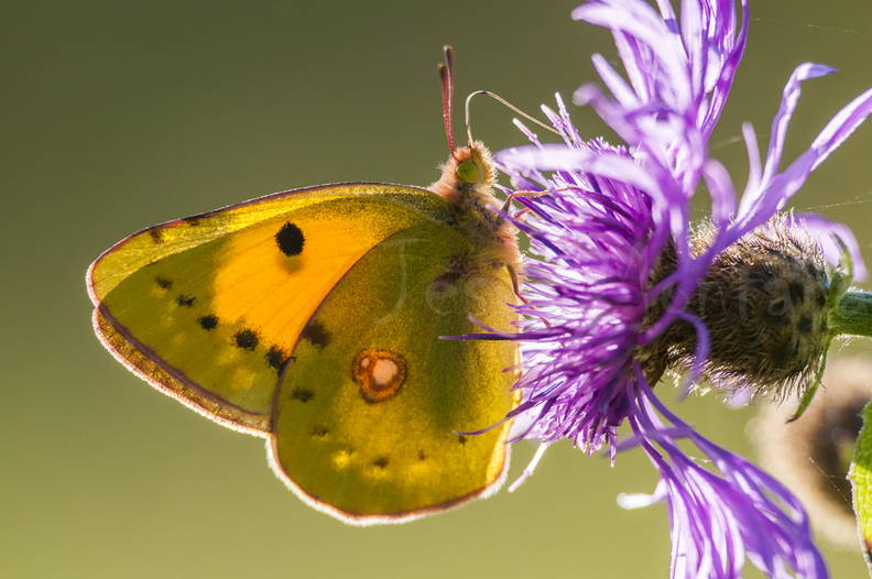 mariposa a contraluz sobre una flor