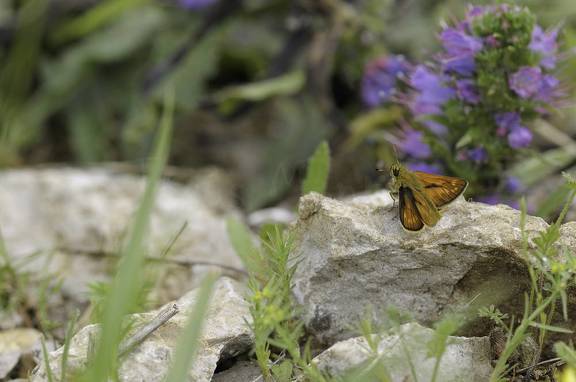 Mariposa posada en una roca