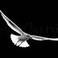 gaviota reidora en vuelo y eb blanco y negro