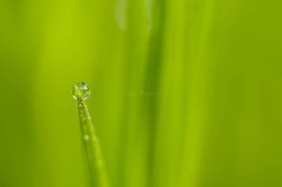 gota de agua sobre una planta