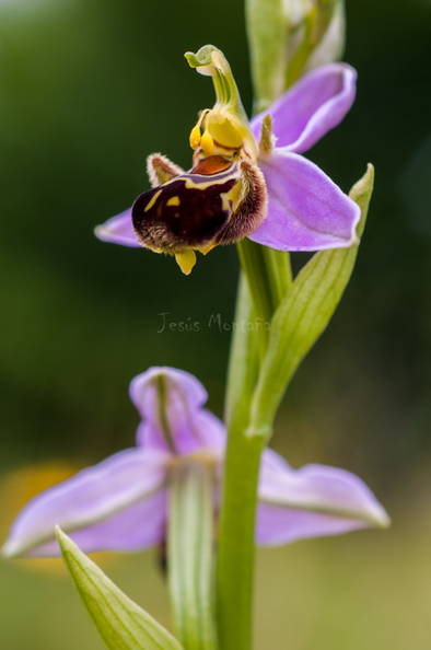 ophrys apifera 1.JPG