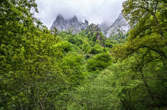 bosque de montaña,cantabria
