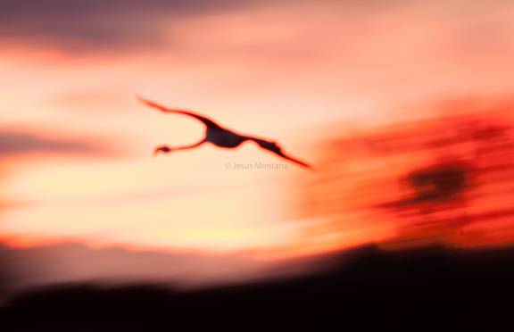 flamenco en vuelo con puesta de sol