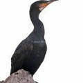Cormoran grande, Phalacrocorax carbo