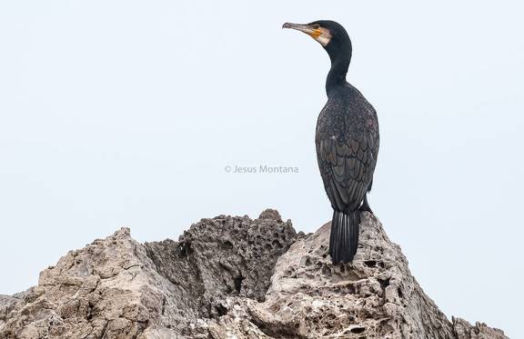 cormoran detalle pluma