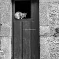 gato en una puerta antigua de Picos de Europa