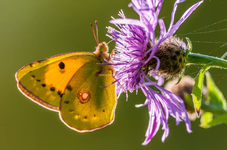 Mariposa comiendo en una flor