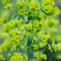 Euphorbia flores