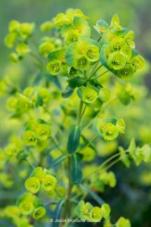 Euphorbia flores