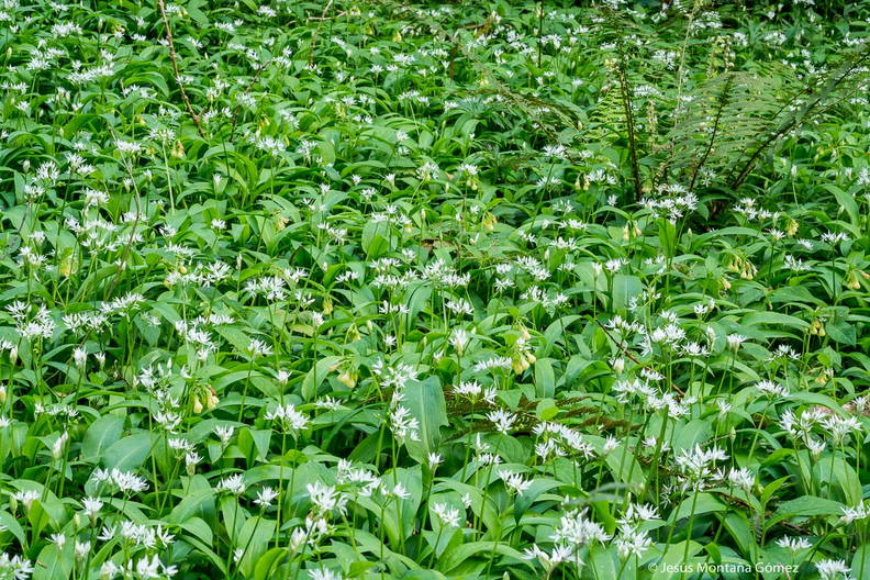 Allium ursinum o ajo de oso en un bosque de Cantabria