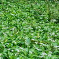 Allium ursinum o ajo de oso en un bosque de Cantabria