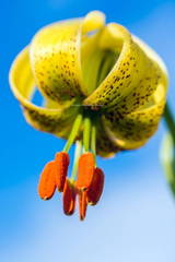 Flor de azucena (Lilium pyrenaicum) en Cantabria