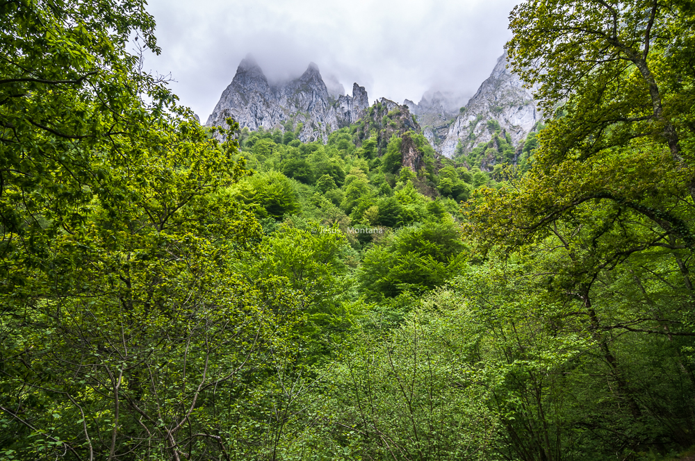 bosque de montaña,cantabria