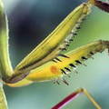 detalle de las patas de la santateresa,Mantis religiosa
