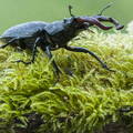 escarabajo ciervo volador, lucanus cervus