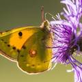 mariposa a contraluz sobre una flor