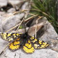mariposa activa en invierno, picos de europa,Eurranthis plummistaria