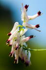flor "Fumaria capreolata" en cantabria