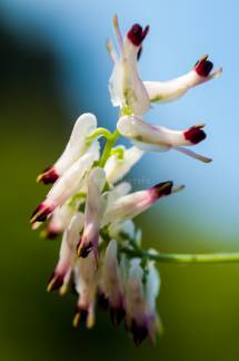 flor "Fumaria capreolata" en cantabria