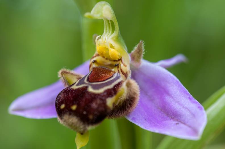 ophrys apifera 2.JPG
