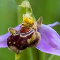 ophrys apifera 2
