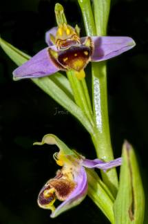 ophrys apifera 3