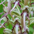 himantoglossum hircinum