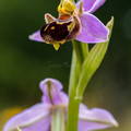 ophrys apifera 1