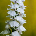 Orchis hypochromic