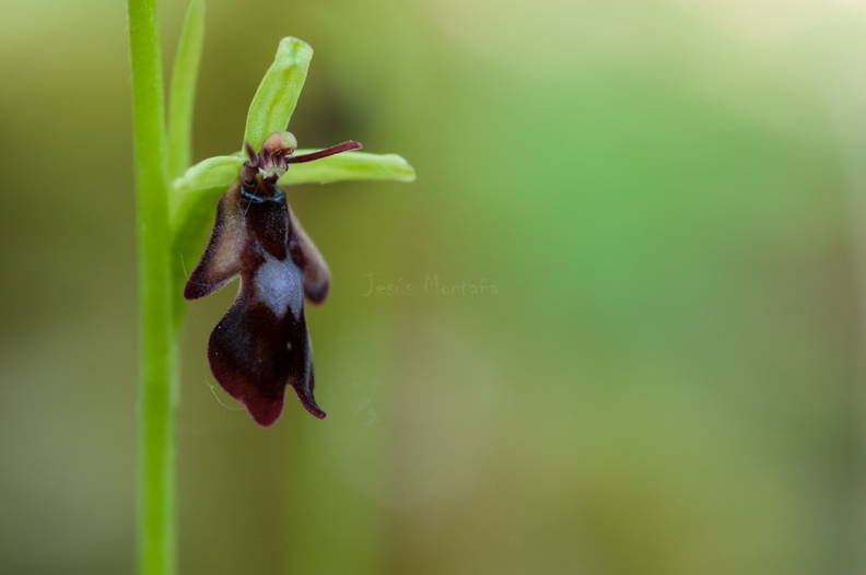 Ophrys insectifera.JPG