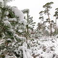 Nieve en bosque de coniferas