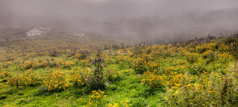 flores de montaña en la niebla