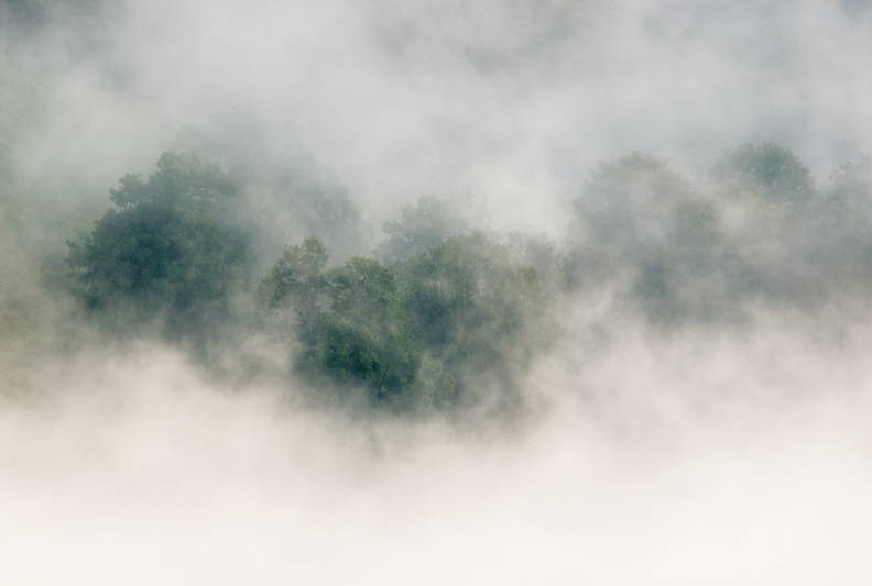 bosque y niebla.jpg