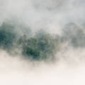 Bosque y niebla