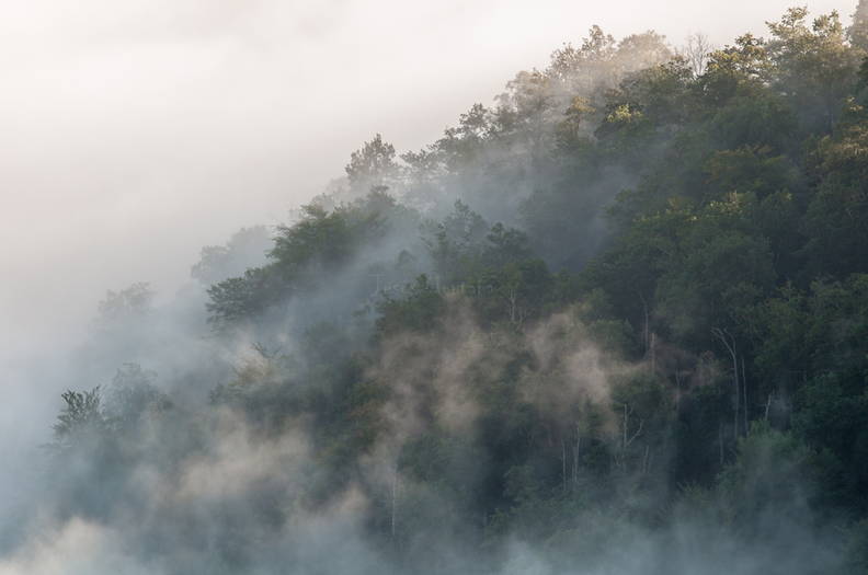 brume dans la forêt.jpg