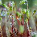 Gotas de agua sobre musgo