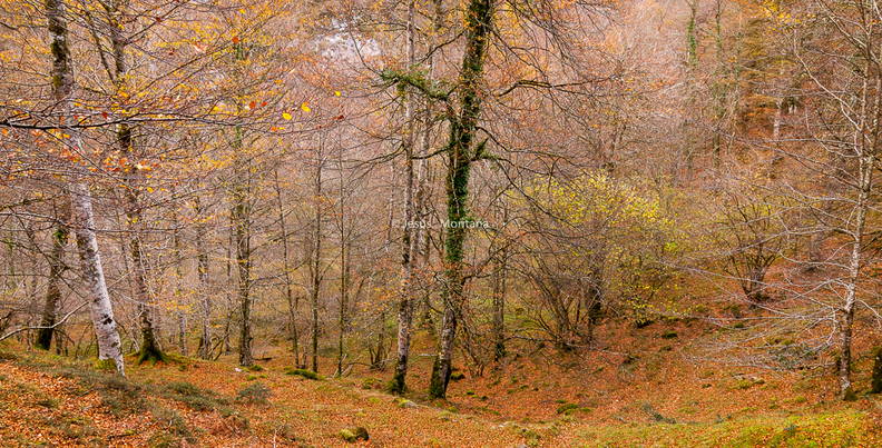 Bosque en otoño.jpg
