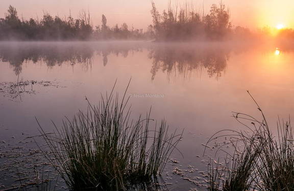Neblina matinal en el lago