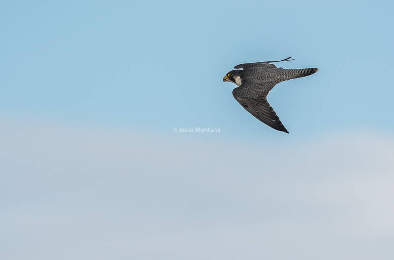 halcón peregrino,vuelo.jpg