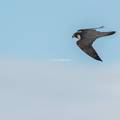 halcon peregrino en vuelo