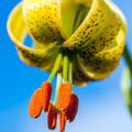 Flor de azucena (Lilium pyrenaicum) en Cantabria